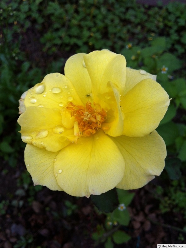 'DPG_fs 2_9' rose photo