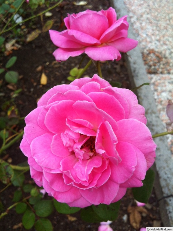 'Frozen in Time' rose photo
