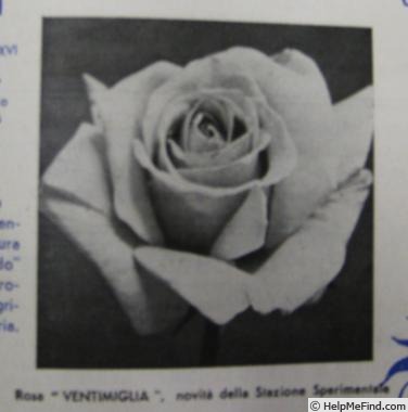 'Ventimiglia' rose photo