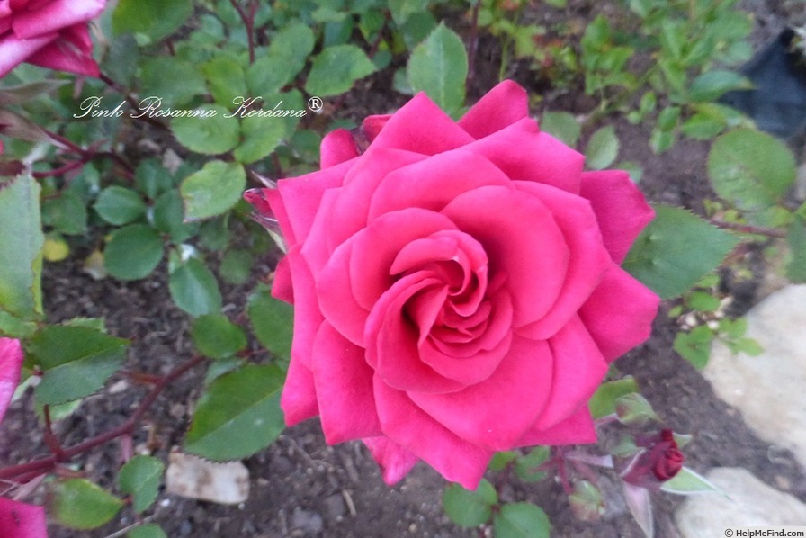 'Pink Rosanna Kordana ®' rose photo