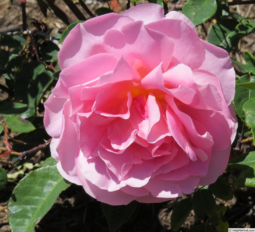 'Portadown Fragrance' rose, click to enlarge 'Portadown Fragrance' rose photo