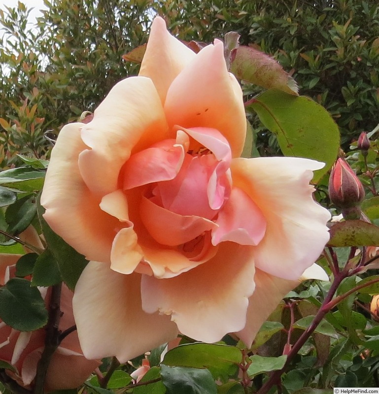 'Mrs. Arthur Robert Waddell' rose photo