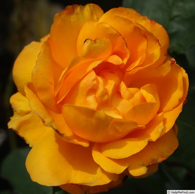 'Good as Gold (hybrid tea, Carruth 2013)' rose photo