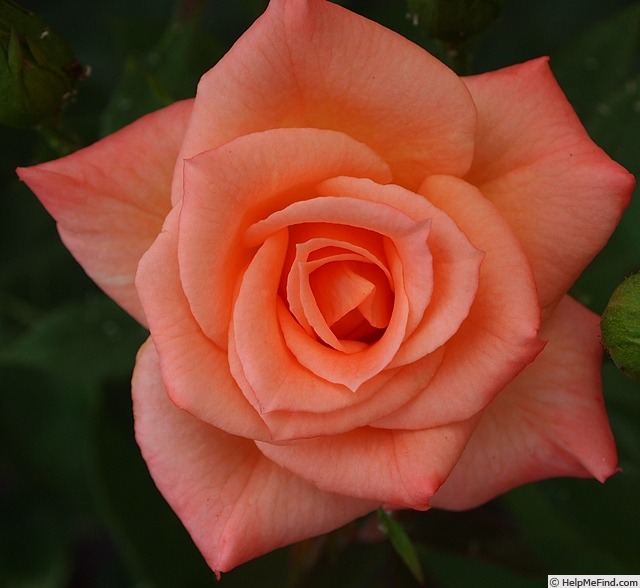 'Just Jenny' rose photo