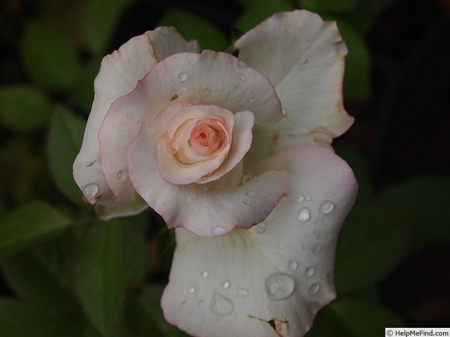 'Moonstone ™ (Hybrid Tea, Carruth, 1998)' rose photo