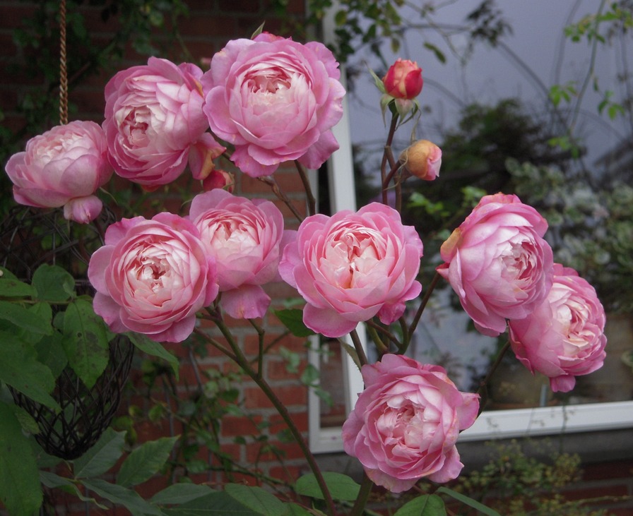 'Ina an' Mona' rose photo