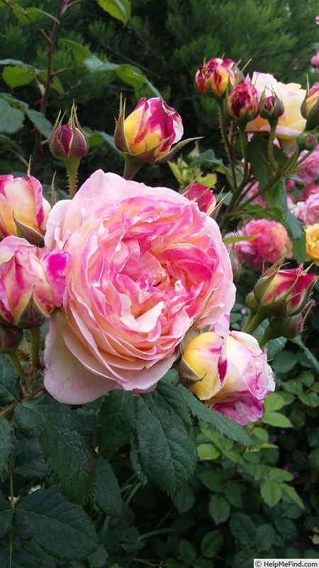'Rosomane Janon ®' rose photo