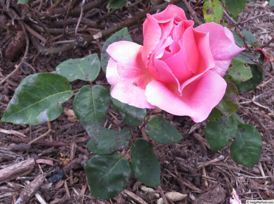 'Portadown Fragrance' rose, click to enlarge 'Portadown Fragrance' rose photo