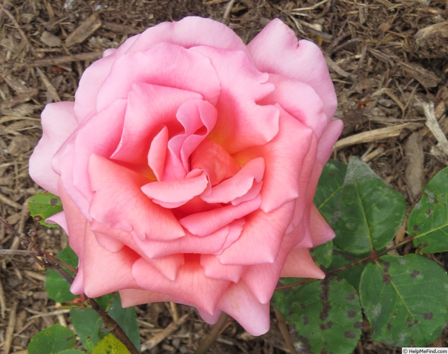 'Portadown Fragrance' rose photo