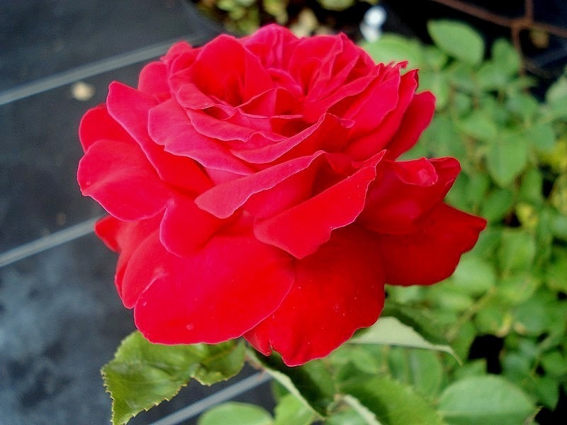 'Dame de Coeur' rose photo