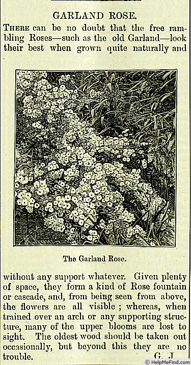 'Garland (hyb multiflora, Wells 1835)' rose photo