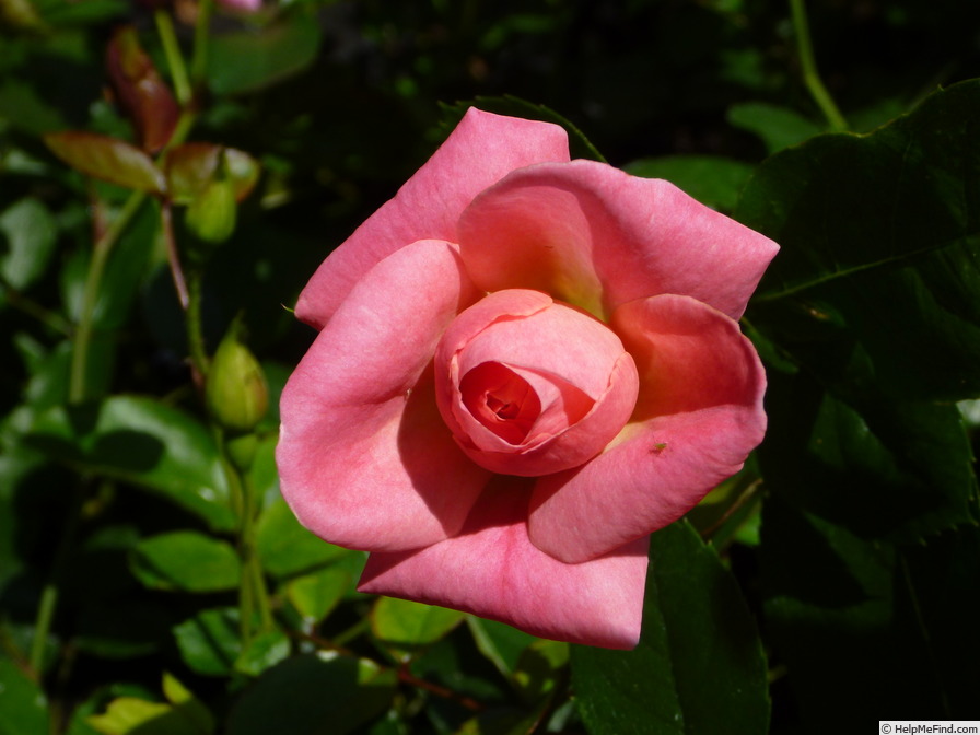 'Gruss an Neumarkt' rose photo