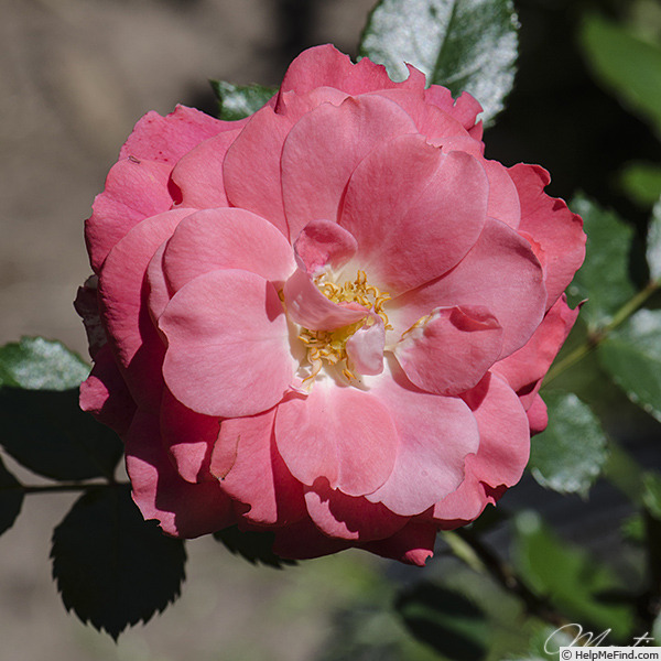 'Pepino® (floribunda, Tantau, 1987)' rose photo