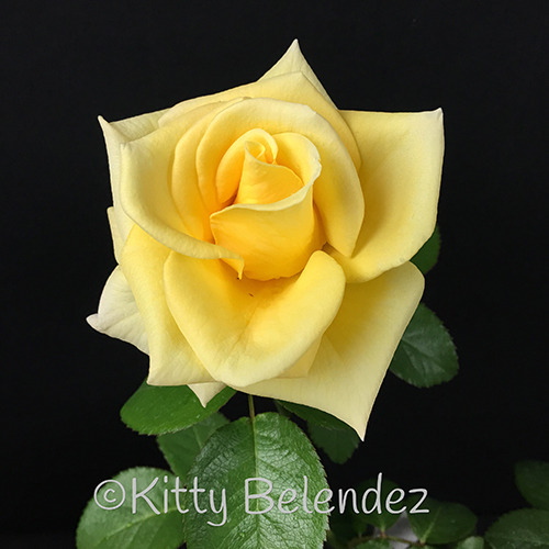 'Queen of Hope' rose photo