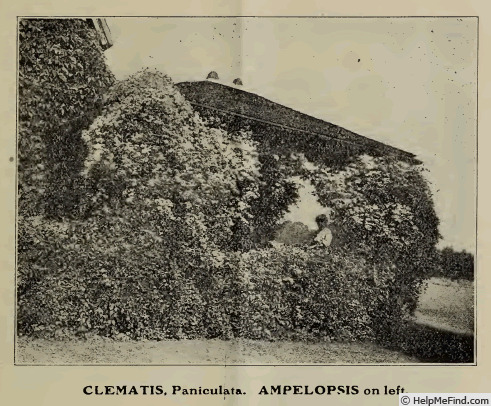 '<i>C. paniculata</i> Gmel.' clematis photo
