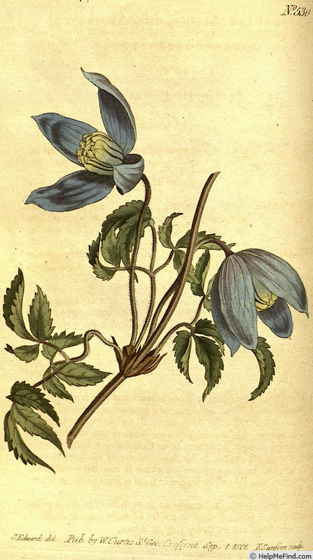'<i>Atragene alpina</i> L. Synonym' clematis photo
