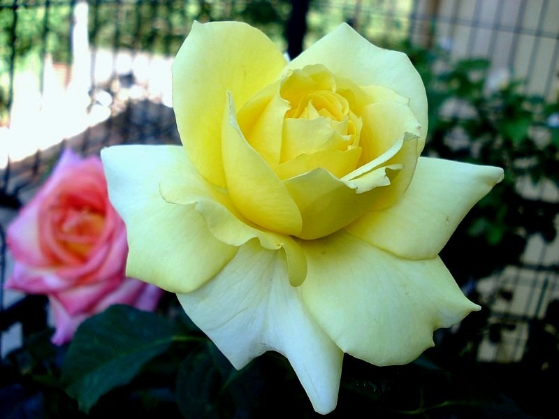 'Aperitif ® (hybrid tea, McGredy 1988)' rose, click to enlarge 'Aperitif ® (hybrid tea, McGredy 1988)' rose photo