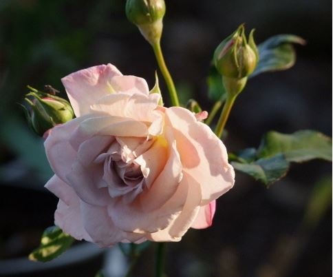 'Gletscher' rose photo