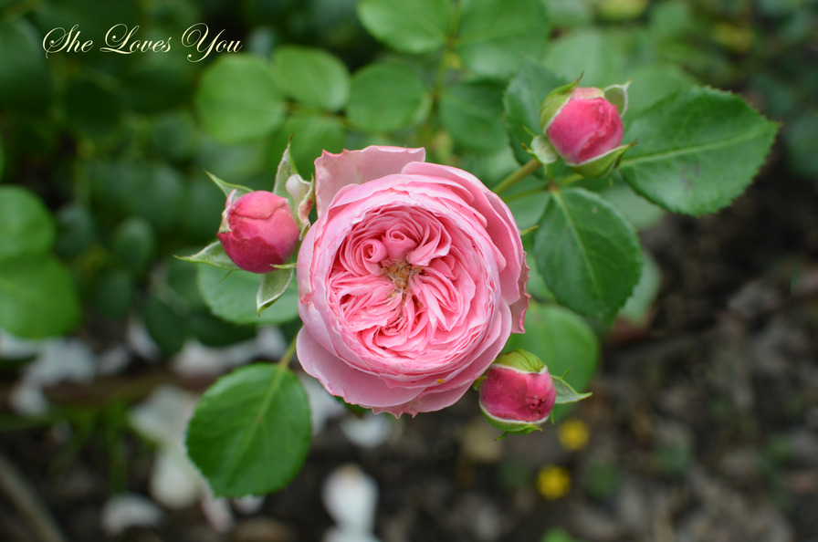 'She Loves You™ Plant'n'relax®' rose photo
