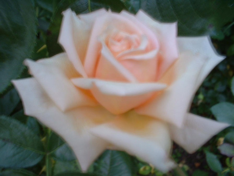 'Gay Debutante' rose photo