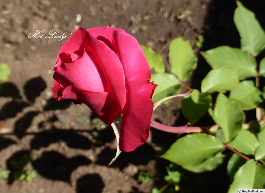 'TAN96295' rose photo