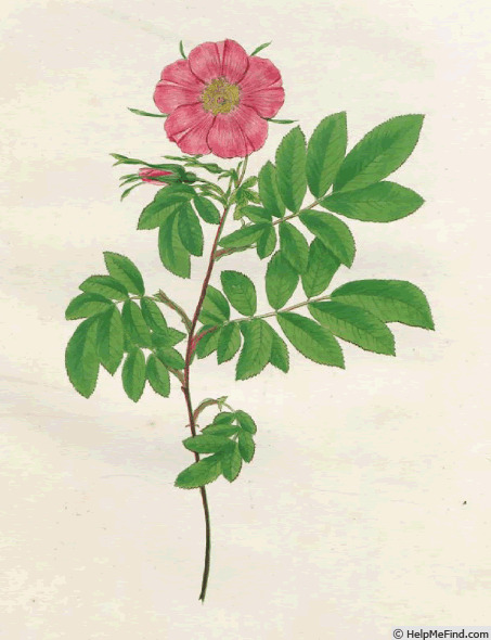 'R. virginiana' rose photo