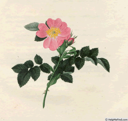 '<i>Rosa canina</i> L.' rose photo