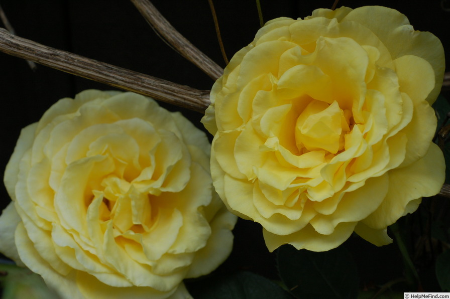'Kaiteri Gold' rose photo