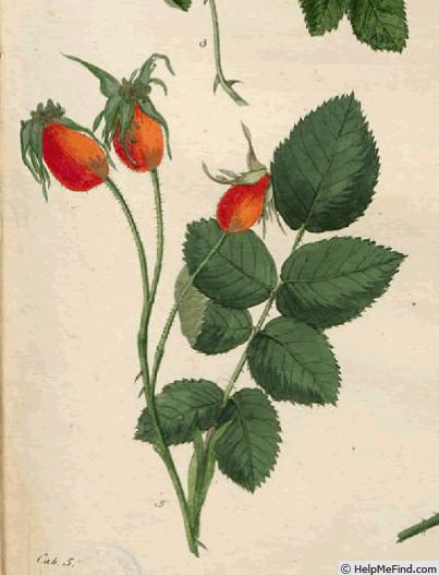 'Rosa alba maxima' rose photo