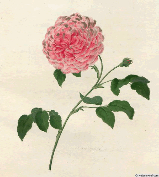 '<i>Rosa marmorea plena</i>' rose photo
