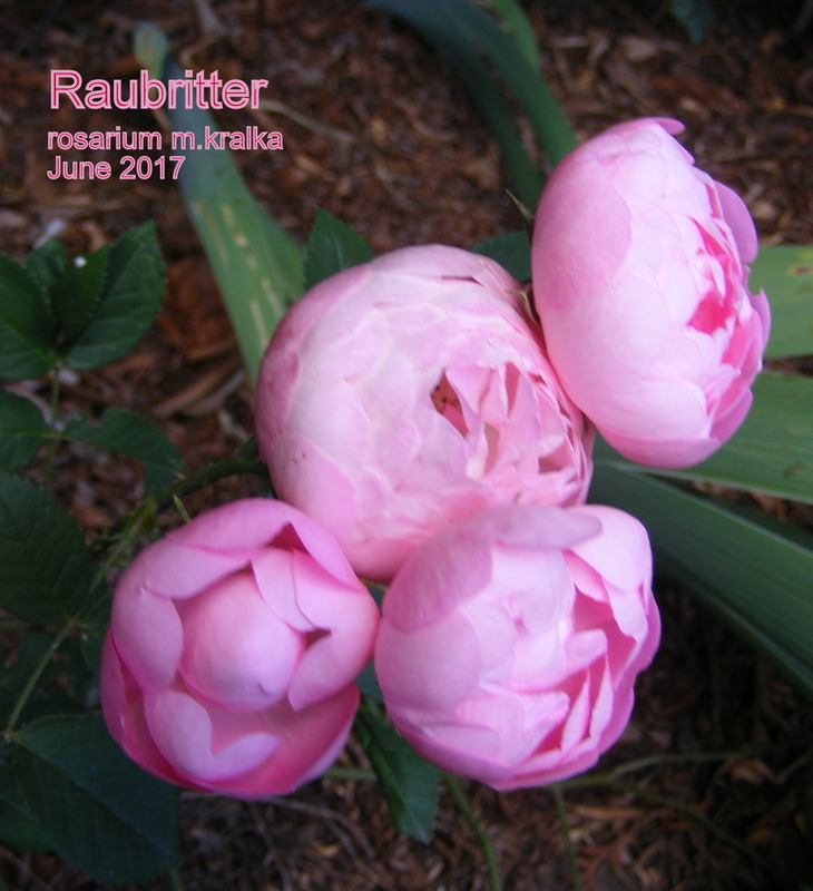 'Raubritter (Shrub, Kordes, 1936)' rose photo