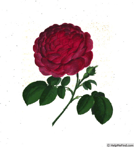 'Papaverina major' rose photo