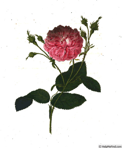 'Rosa polyanthos' rose photo