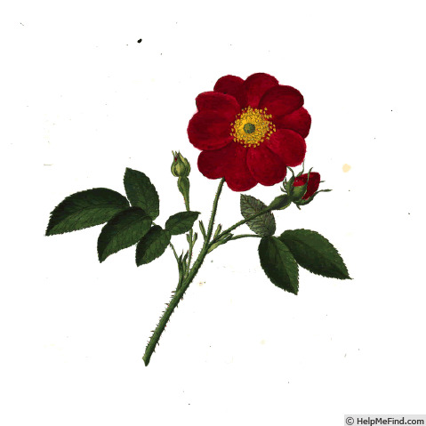'Rosa sanguineo-purpurea simplex' rose photo