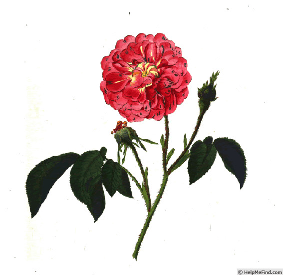 'Rosa damascena marmorea' rose photo