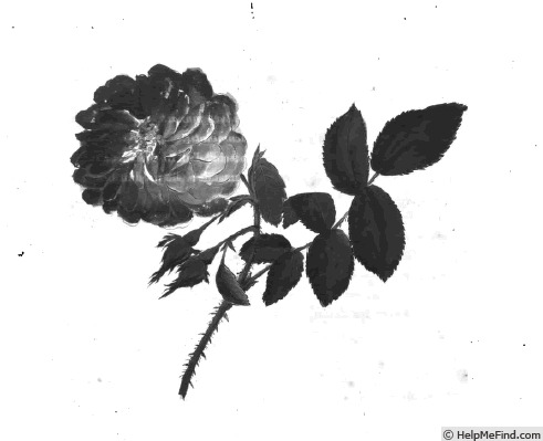 '<i>Rosa belgica</i> Mill.' rose photo
