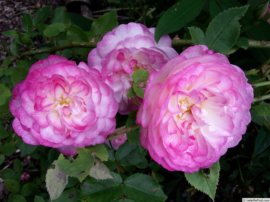 'Morning Blush ™ (Alba, Sievers, 1974)' rose, click to enlarge 'Morning Blush ™ (Alba, Sievers, 1974)' rose photo