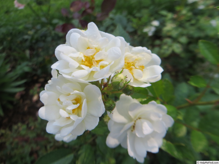 'Grandma Bunny' rose photo