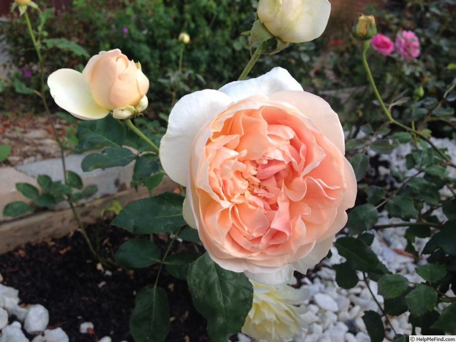 'William Morris' rose photo