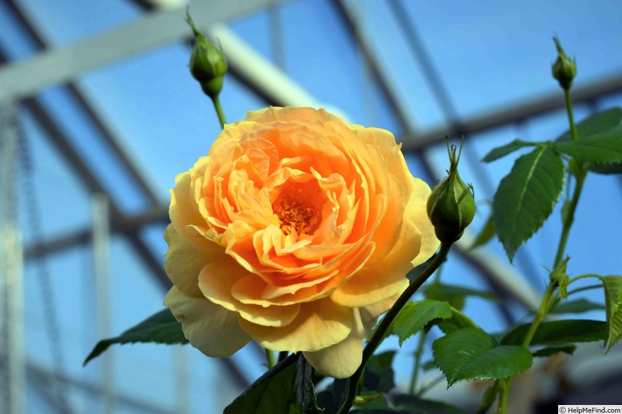 'JALvogue' rose photo