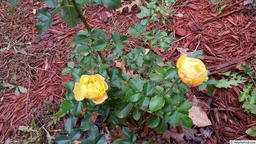 'Rose of Hope™ (floribunda, Kordes, 2002)' rose photo