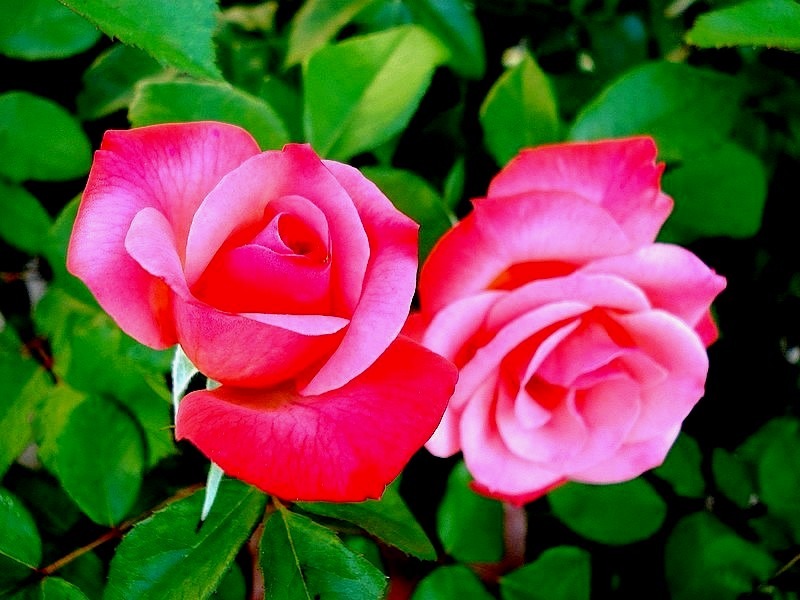 'Chipie (floribunda, Poulsen, 1974)' rose photo