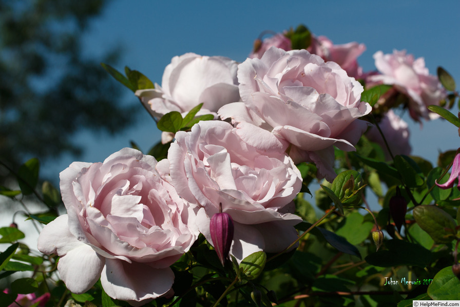 'La Rose du Petit Prince' rose photo