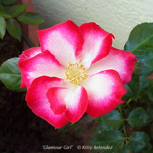 'Glamour Girl (mini-flora, Clements 1992)' rose photo