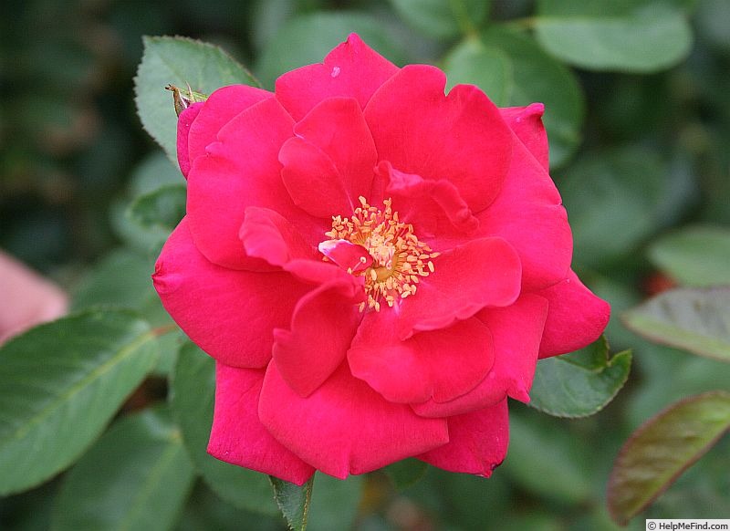 'Flashing Red' rose photo