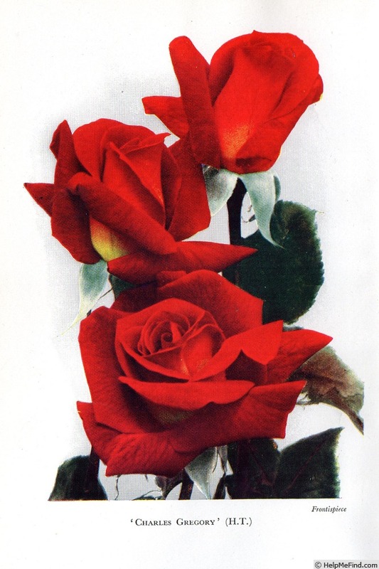 'Charles Gregory (hybrid tea, Verschuren before 1940)' rose photo