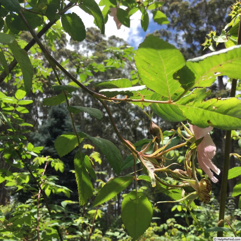 '<i>Rosa setipoda</i> Hemsl. & E.H.Wilson' rose photo