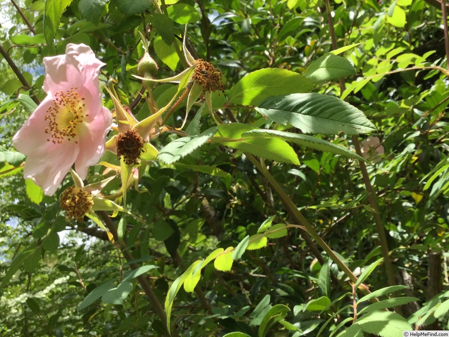 '<i>Rosa setipoda</i> Hemsl. & E.H.Wilson' rose photo