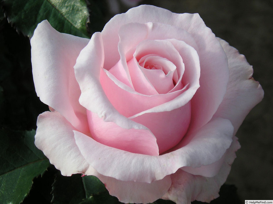 'Bride and Groom' rose photo