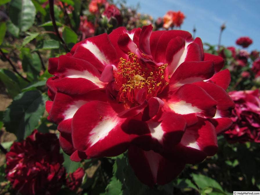 'Lightning Strike (floribunda, Rawlins 2016)' rose photo